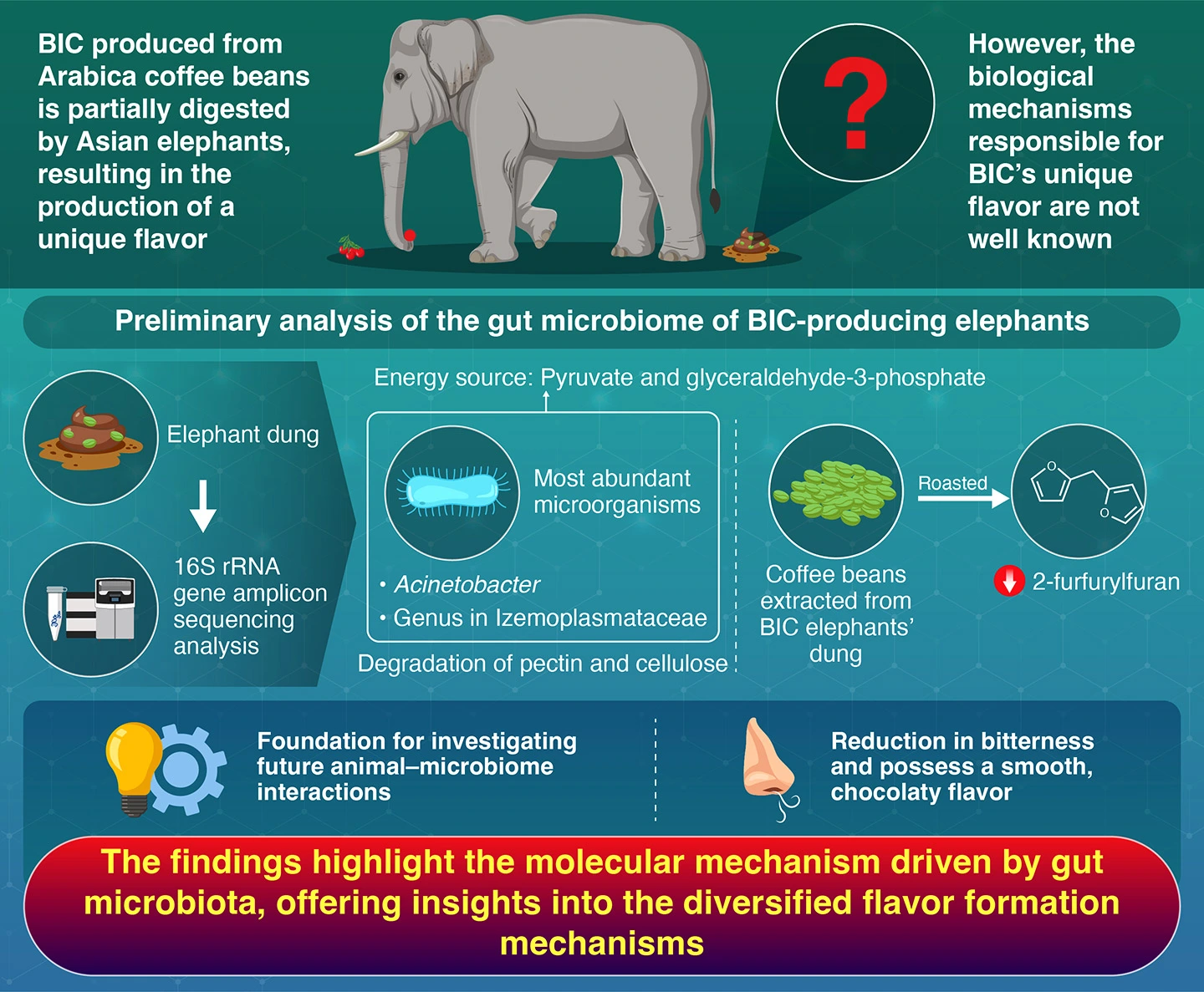 Investigating Pectin-Degrading Gut Bacteria in the Production of Black Ivory Coffee (BIC)