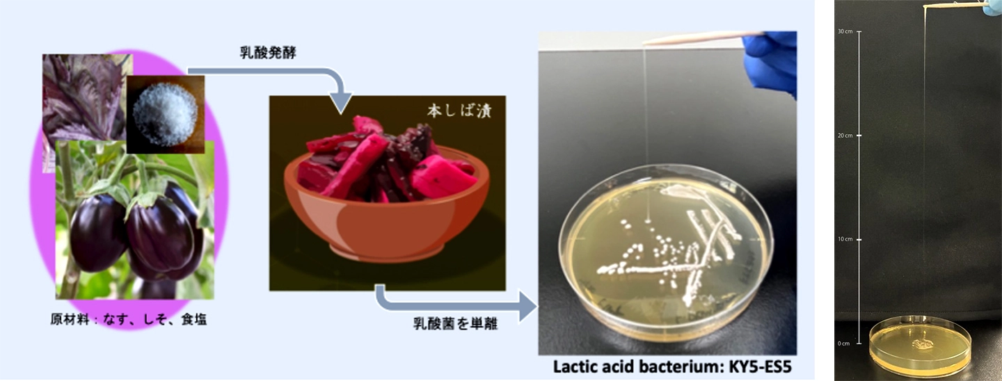 日本伝統漬物「しば漬け」から発見:新規グリセロール含有菌体外多糖を産生する乳酸菌株を同定～乳酸菌KY5-ES5特有の構造が高粘度形成に寄与～