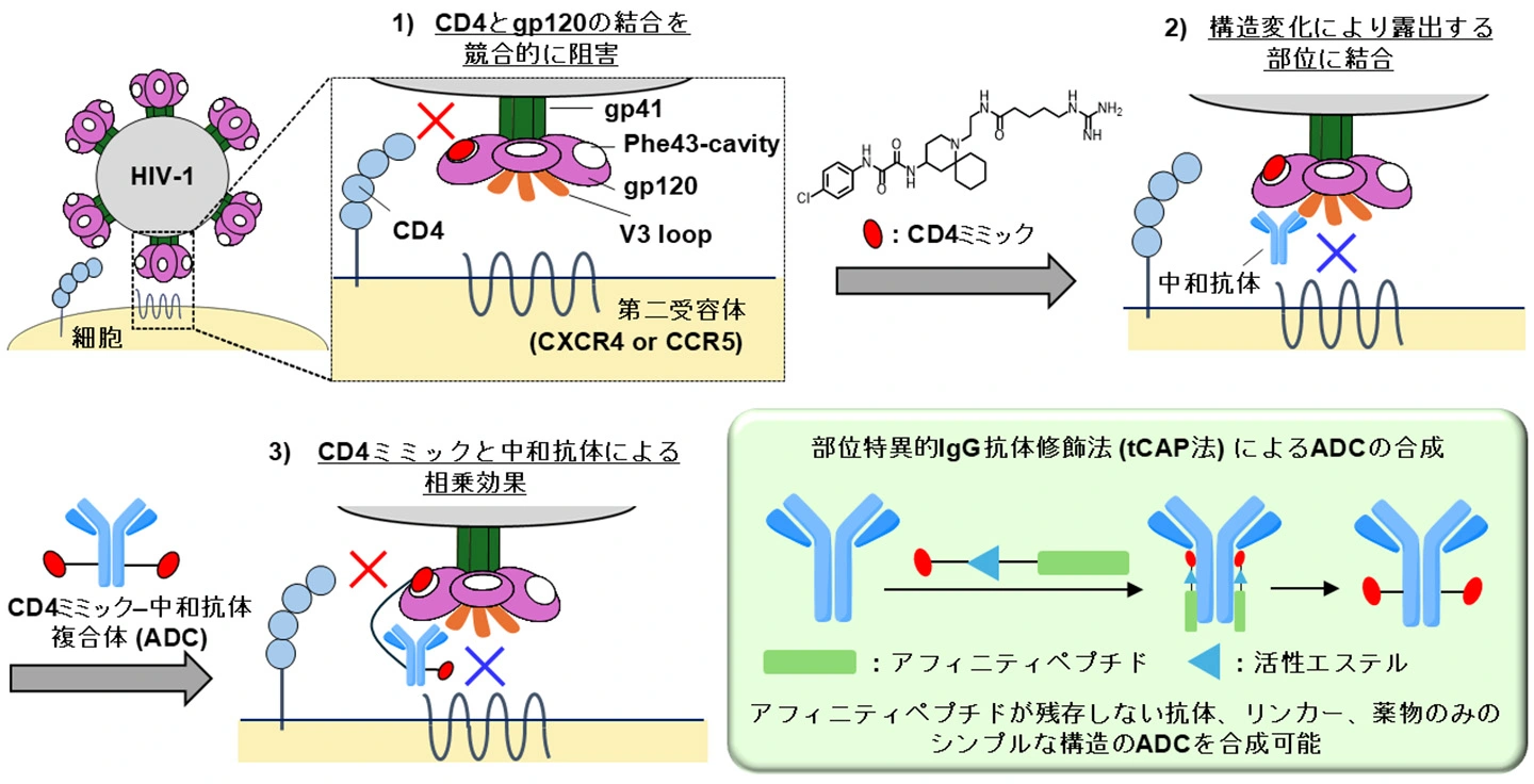 抗体薬物複合体(ADC)によるHIV感染症への新たな治療アプローチ～CD4ミミックと中和抗体を融合した侵入阻害型ADCの創製～