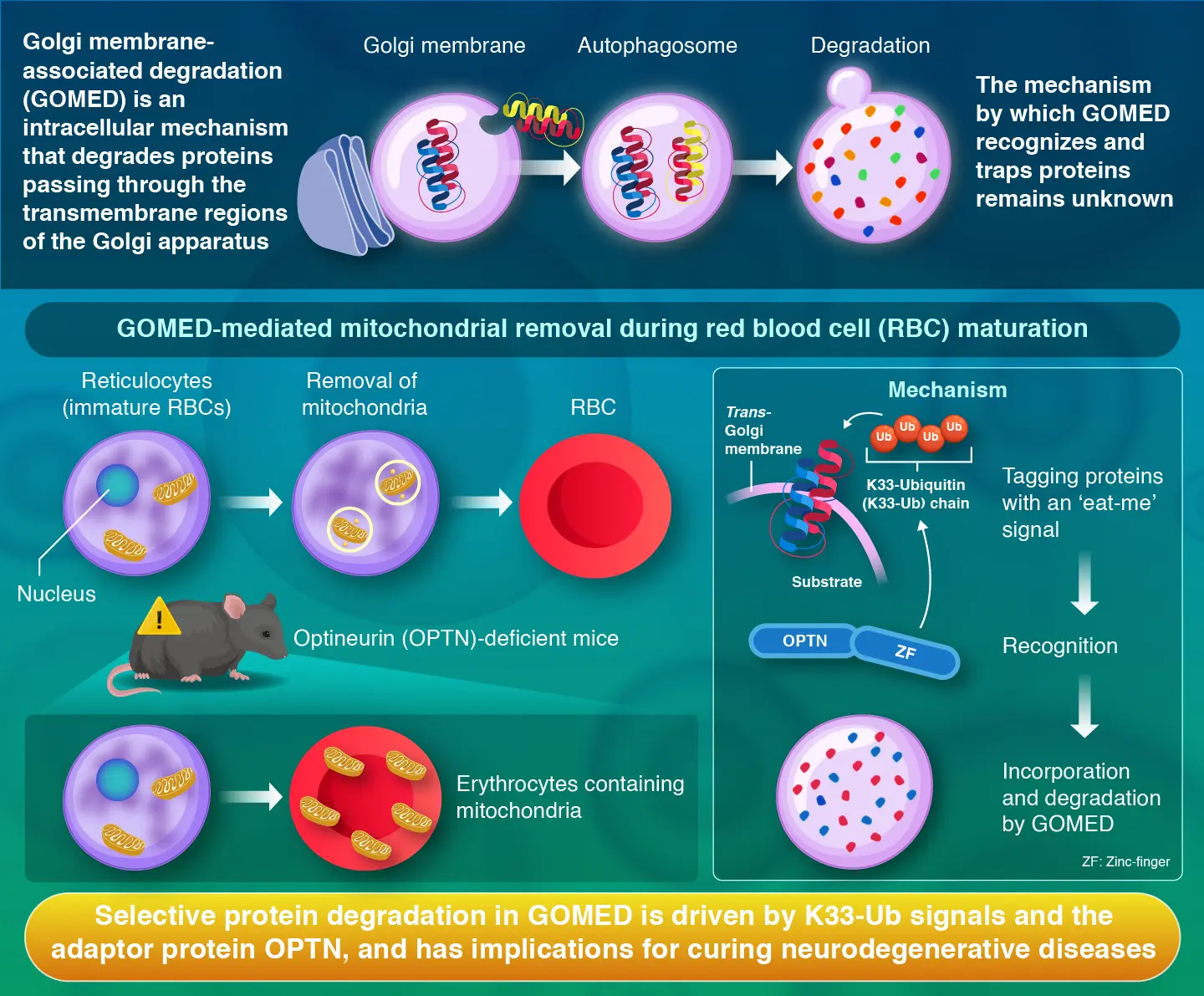 Optineurin is an adaptor protein for ubiquitinated substrates in Golgi membrane-associated degradation