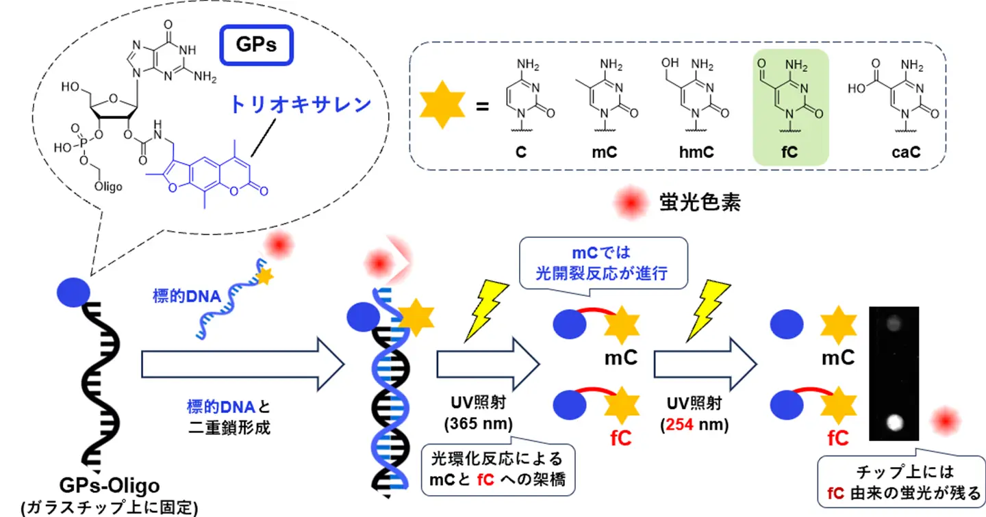 光で遺伝子の小さな修飾を見分ける～遺伝子のホルミル化修飾を選択的に検出する基盤技術を開発～