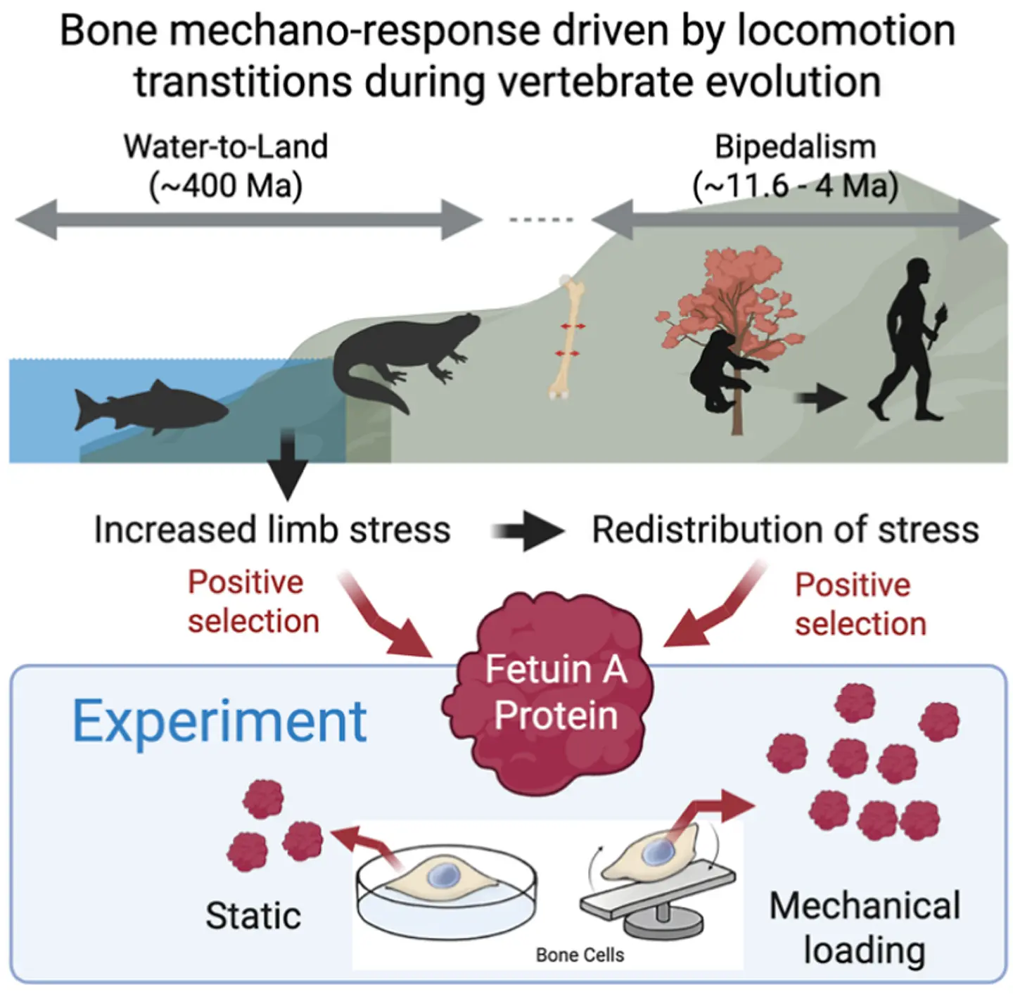 骨は進化によって「力に応答するしくみ」を獲得した～運動様式の転換が骨基質タンパク質の進化とメカノレスポンスを形作った～