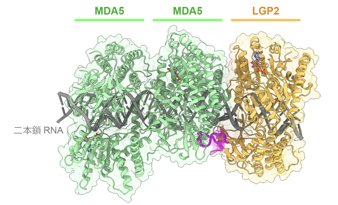 ウイルスに対抗する自然免疫の新しい分子機構を解明～RNA上を移動するLGP2がMDA5を呼び込み抗ウイルス応答を引き起こす～