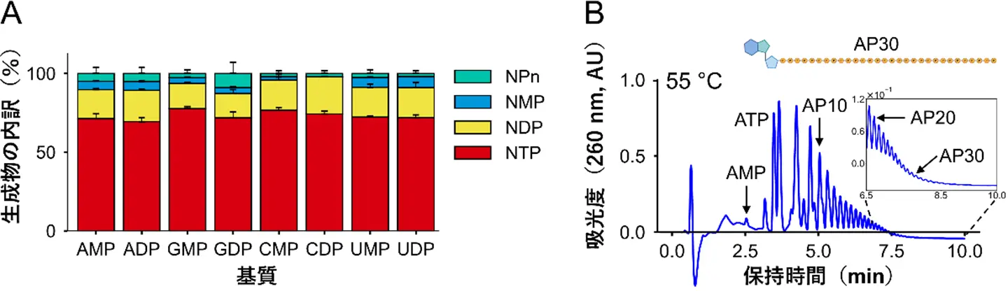 一般的な全核酸塩基を高効率にリン酸化する万能酵素を発見～太古のエネルギー源からメッセンジャーRNAを安価に創る手法の開発～