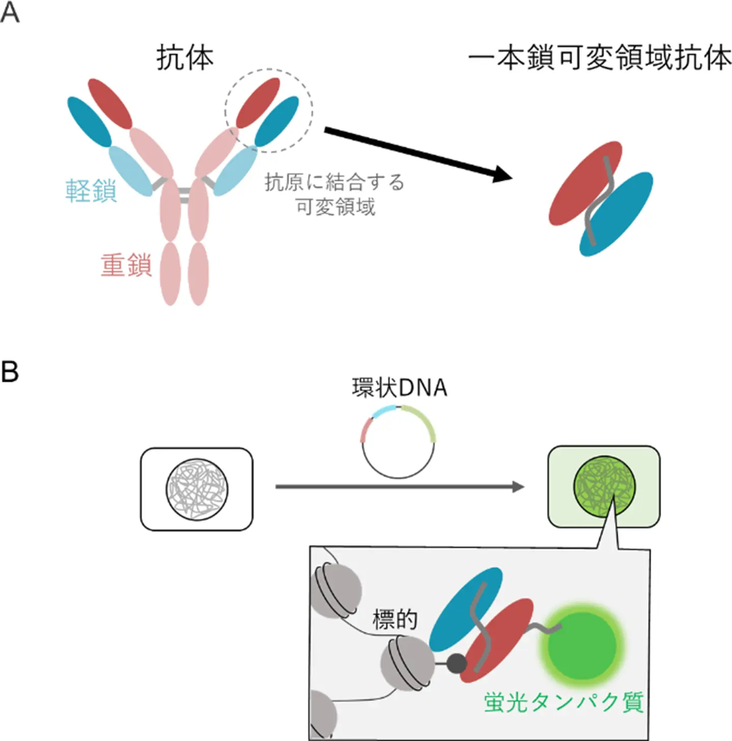AIツールを用いた機能的細胞内抗体の迅速かつ高効率な設計方法を開発～細胞内抗体を用いた診断や治療に向けた研究を加速～