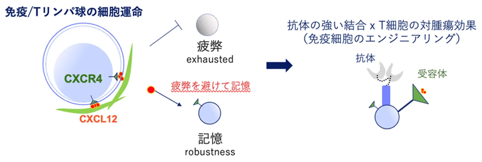 免疫細胞のエンジニアリングによる難治性白血病治療の新展開 | Science