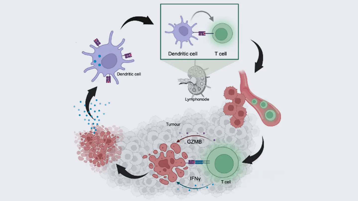 サイトカイン誘導性mRNA医薬による複合免疫療法（MIMIC）を開発