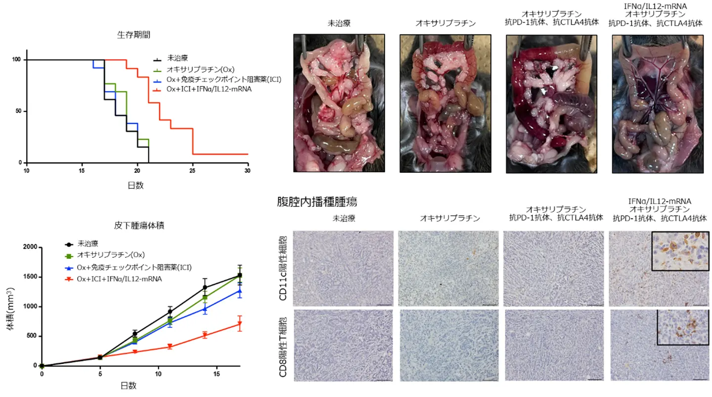 サイトカイン誘導性mRNA医薬による複合免疫療法（MIMIC）を開発