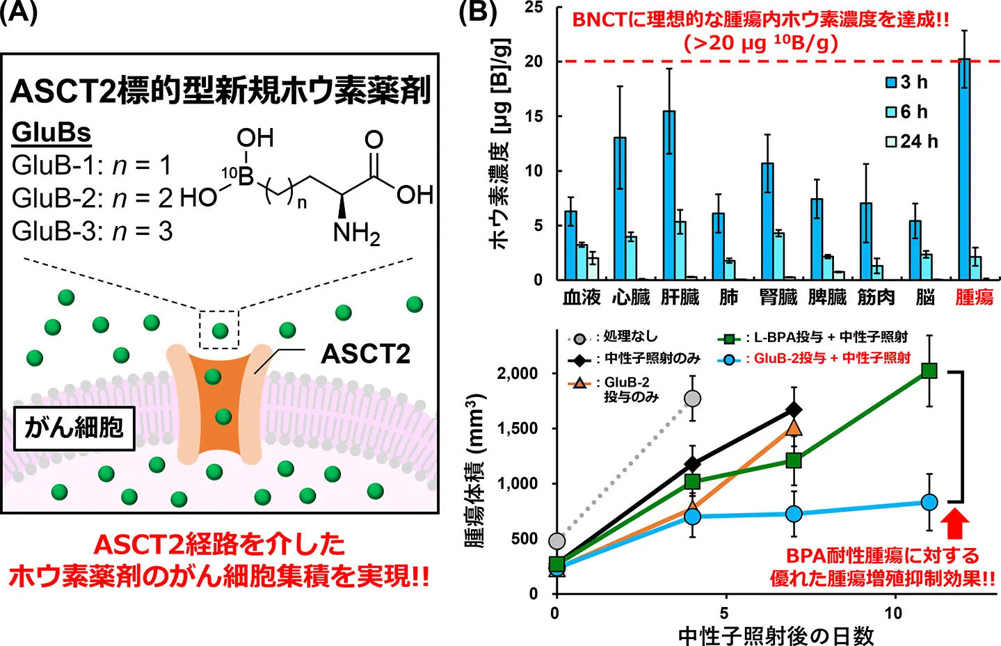 中性子捕捉治療が効きにくい腫瘍にも有効な薬剤を開発～既存薬剤が適応困難な腫瘍にも中性子捕捉療法の選択肢を提供～