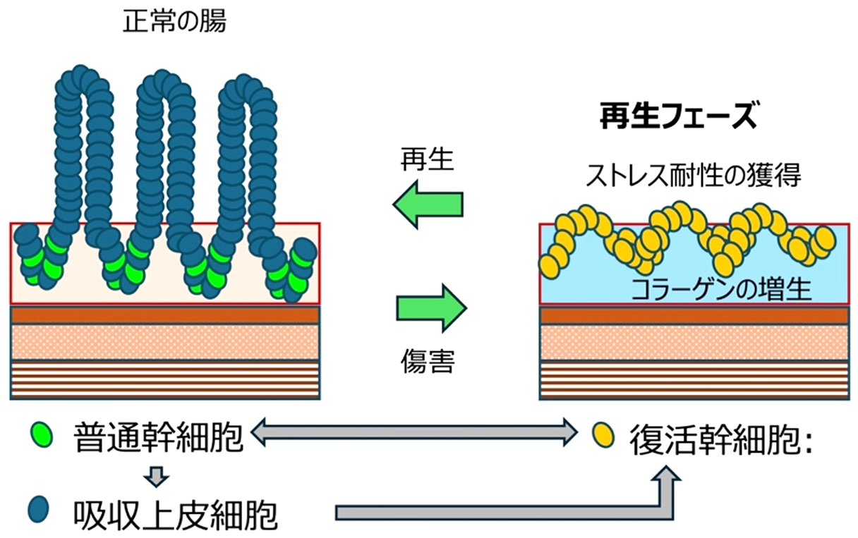腸の再生を支える復活幹細胞の新たなロジック～多様な細胞由来性とストレス耐性による幹細胞プール維持機構～