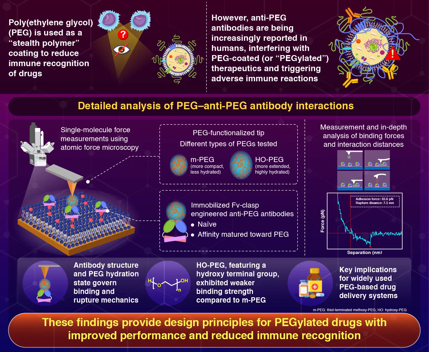 AFM-Based Single-Molecule Force Spectroscopy of PEG&minus;Anti-PEG Antibody Interactions