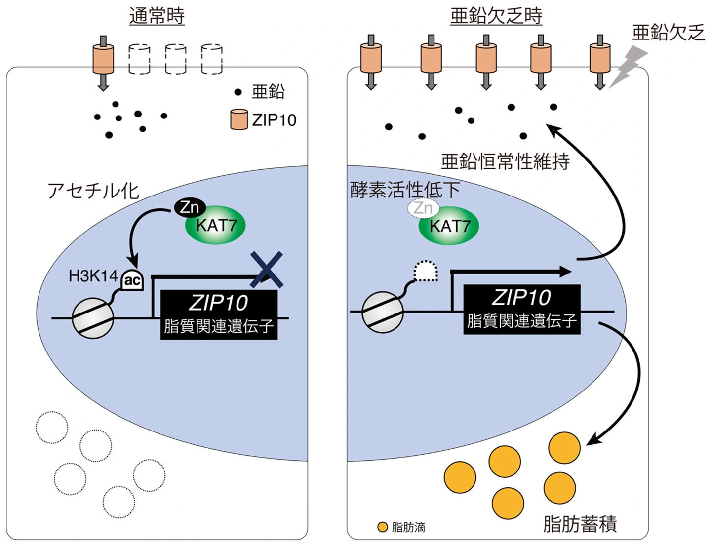 亜鉛欠乏ストレスが遺伝子発現変化に変換される仕組みを発見～KAT7–H3K14ac軸が亜鉛恒常性維持と肝脂質蓄積に関与～