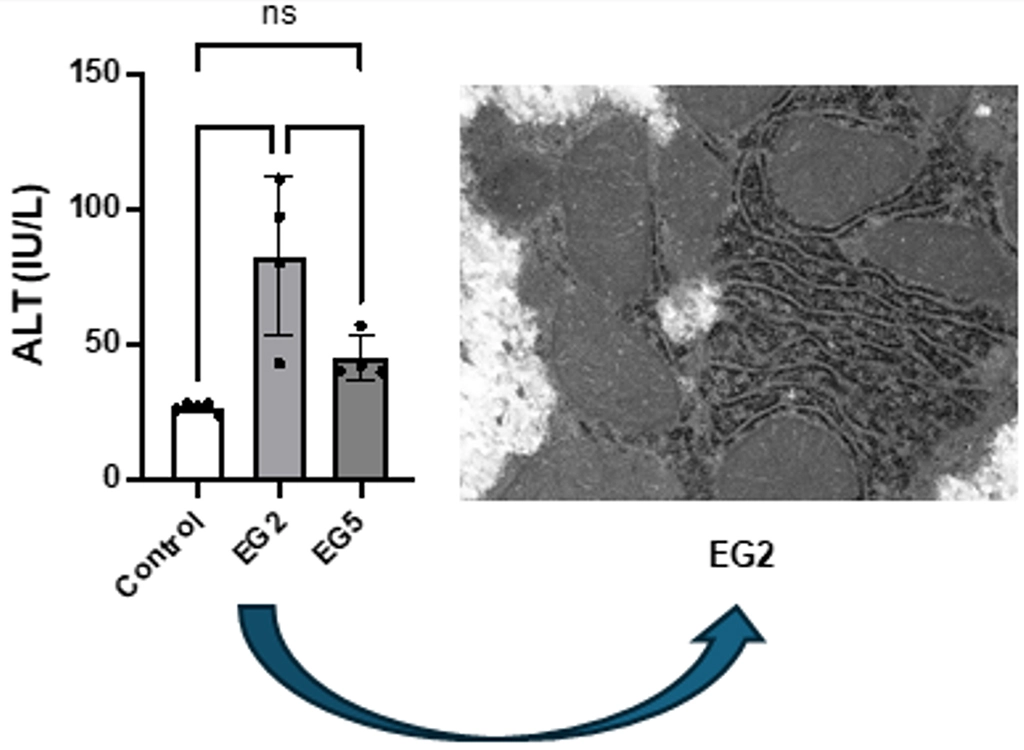 エチレングリコール中毒で生じる肝障害は回復可能であることを解明～フェロトーシス関連経路の関与を示唆、新規治療戦略に道～