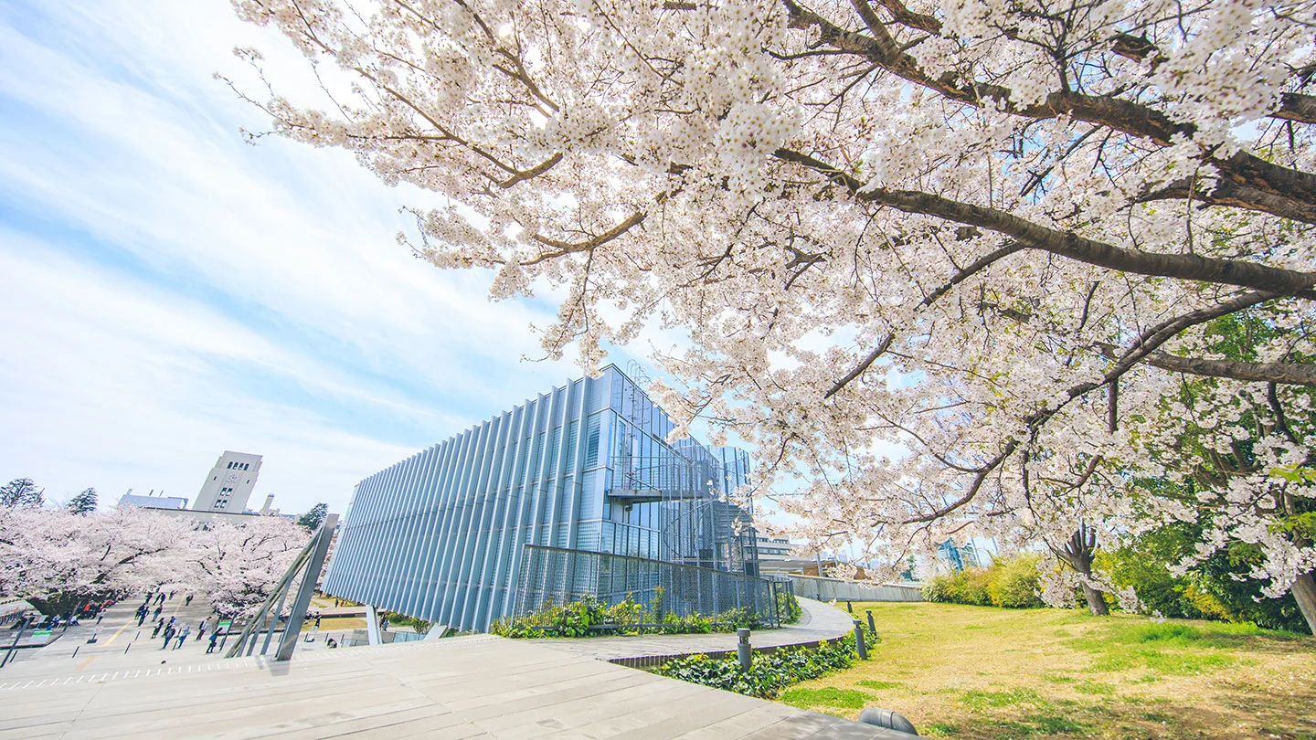 大岡山キャンパスの桜