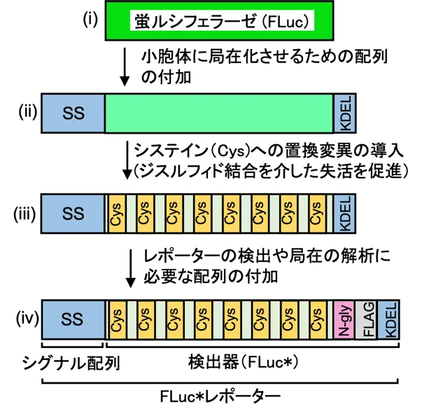 分泌タンパク質生合成過程の異常を鋭敏かつ簡便に検出する新しいツールの開発～ヒトタンパク質の生合成過程の解析や創薬への応用が期待～