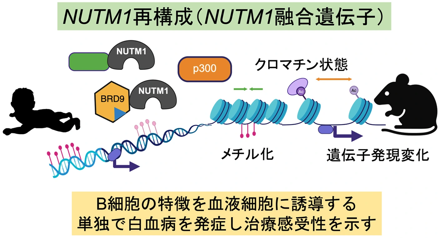 NUTM1再構成白血病の包括的理解を実現 ―乳児白血病のリスク層別化と個別化治療の実現へ―