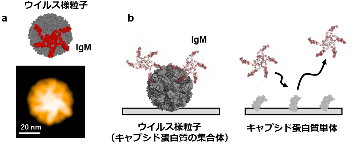 ノロウイルス攻略の新戦略：“多点攻撃”で100倍の結合力 －IgM抗体の高い親和性を定量化、次世代ワクチン設計に新指針－
