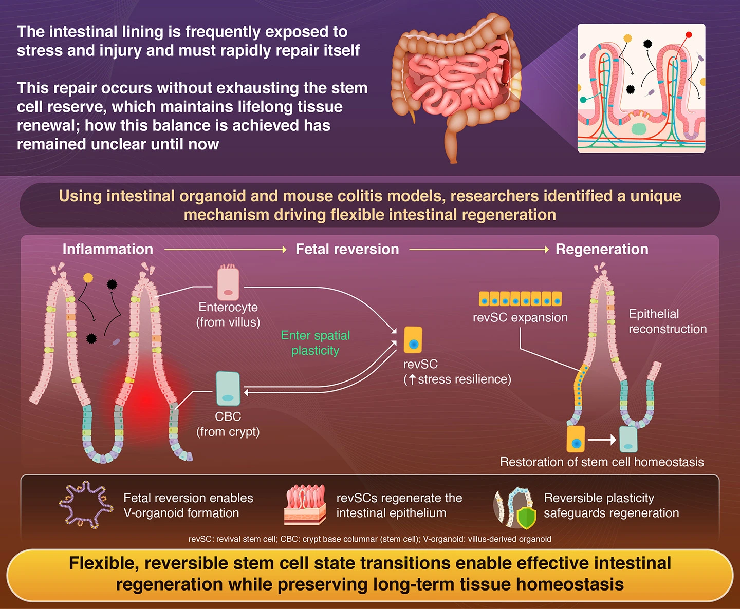 Fetal reversion from diverse lineages sustains the intestinal stem cell pool and confers stress resilience. Commun Biol 9, 255 (2026).
