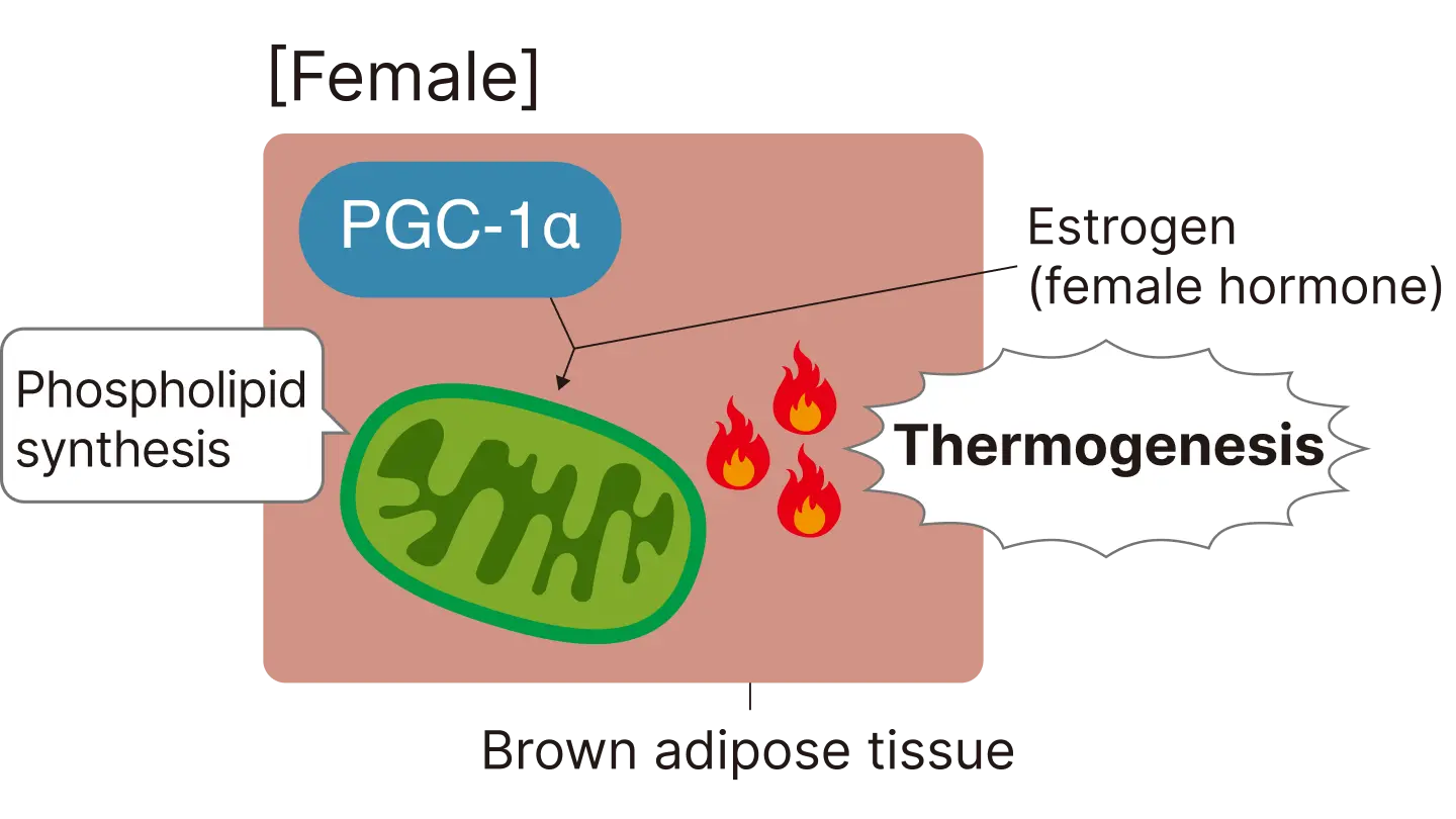  (Right) Differences in BAT-mediated calorie expenditure between male and female mice. Female.　