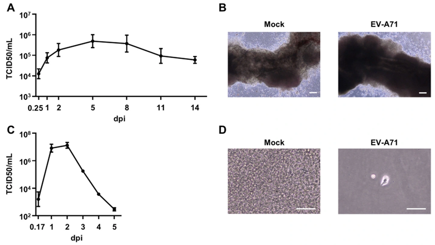 腸管⽣体模倣システムを⽤いて エンテロウイルスA71の感染病態を再現 ― ヒト腸管における感染機構の解明と創薬研究への応⽤に期待 ―