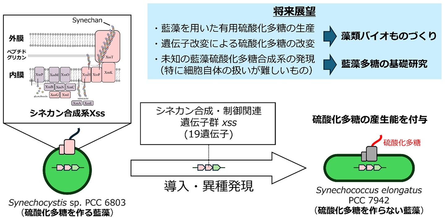 藍藻間で硫酸化多糖の合成系を移植し 機能させることに成功 −光合成による有⽤多糖バイオものづくりに新展開−