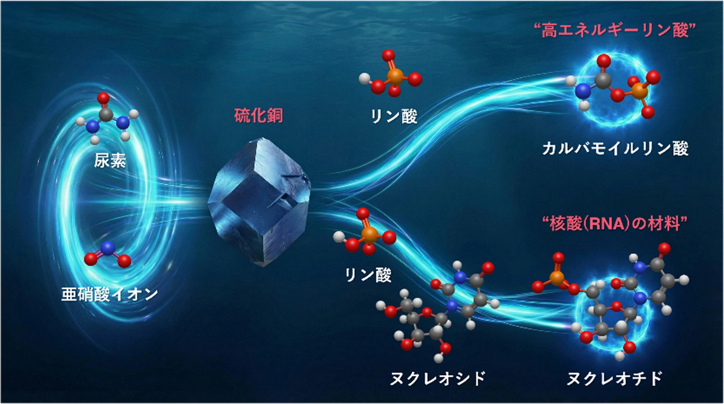常温の⽔中で尿素とリン酸から ⾼エネルギーリン酸化合物を⽣成 −⽣命の起源に迫る新しいリン酸化経路を提⽰−
