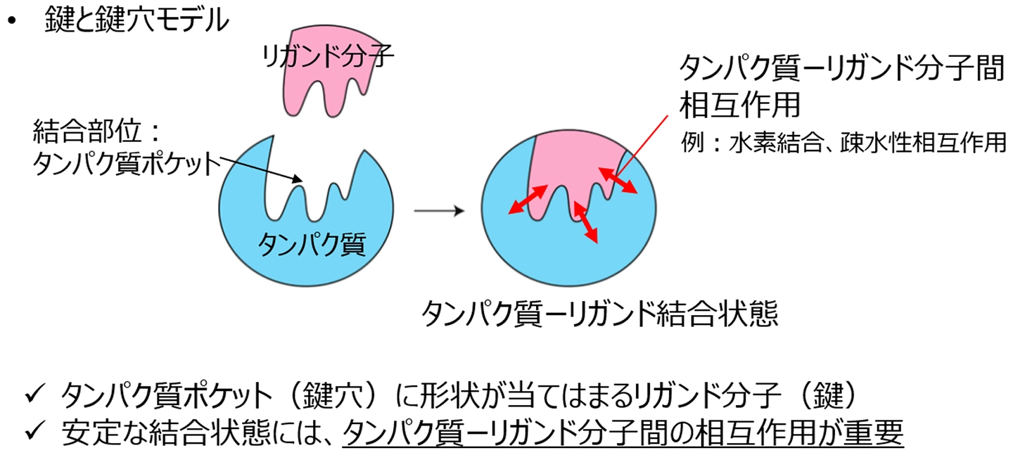 AI がタンパク質との「鍵と鍵⽳」の結合と 相互作⽤を保った薬候補分⼦を設計 ―拡散モデルを⽤いた創薬AI「DiffPharma」を開発―