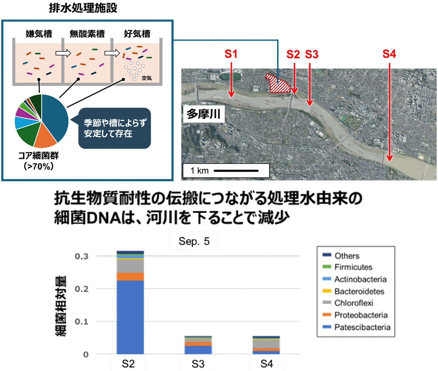 下水処理から多摩川へ： 細菌たちの「役割」と「ゆくえ」を解明 ～水環境保全に向けた、細菌生態系の時空間ダイナミクスを特定～