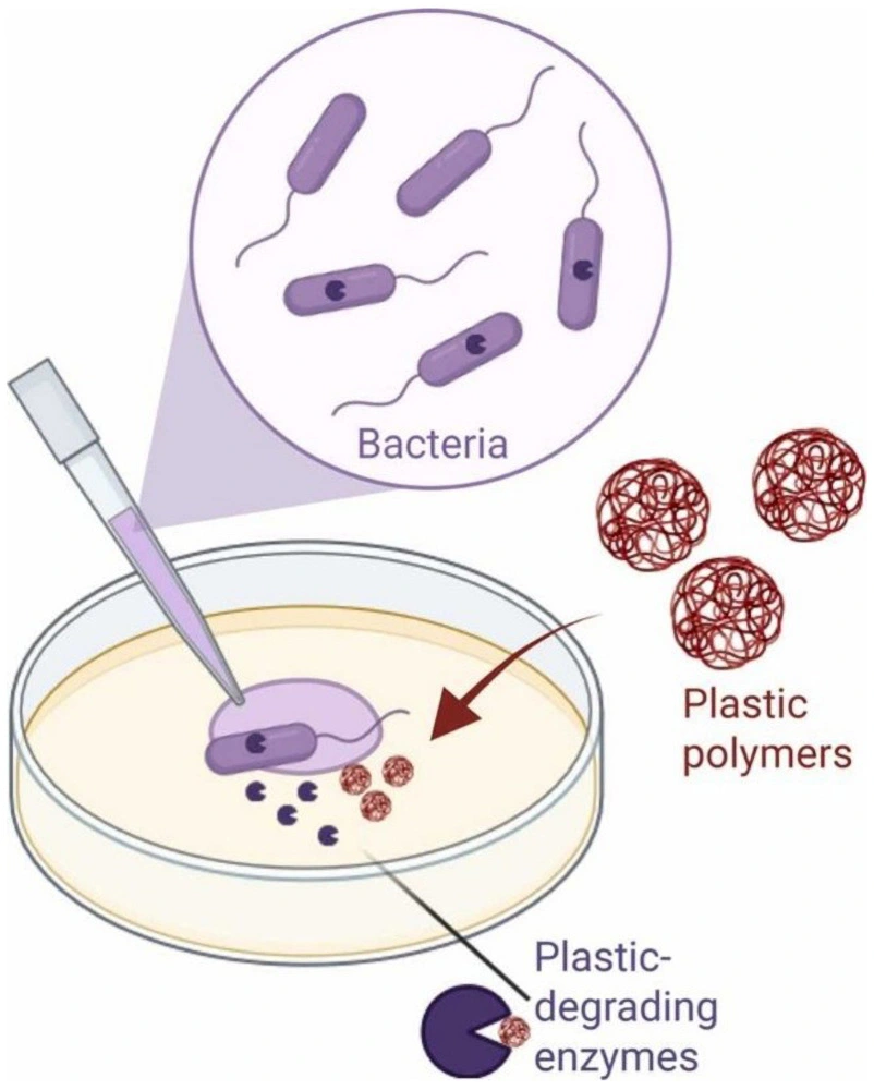 プラスチック分解能力は微生物に広く存在—大規模ゲノム解析により95％以上の微生物に分解関連遺伝子を確認—