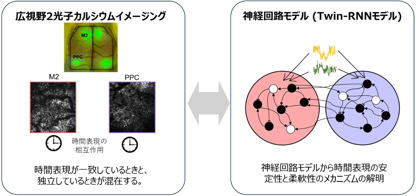 脳の「時計」は1つではない −脳領域同⼠時間を共有しながら独⾃にも動く仕組みを発⾒−