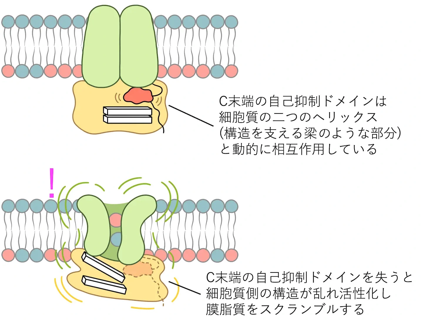 膜変形応答性脂質スクランブラーゼTMEM63Bの自己抑制機構を解明ーTMEM63Bを不活性状態に保つC末端ドメインを発見、神経疾患の発症機構解明に期待ー