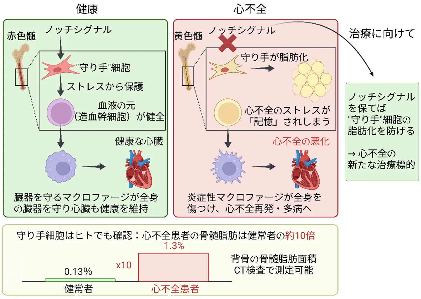 心不全を悪化させる骨髄の異変を発見 ～免疫を制御する“守り手”細胞の喪失が炎症を引き起こし、 心不全を進行させる仕組みを解明～