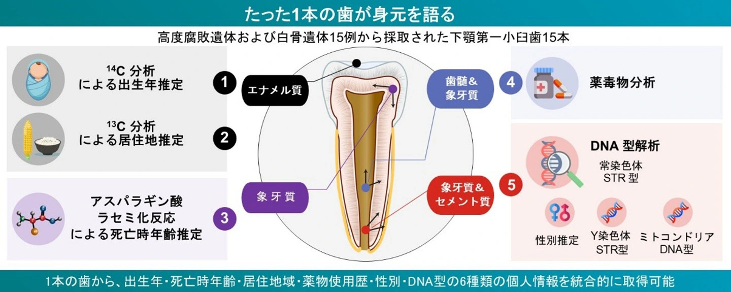 たった1本の歯が身元を語る ー1本の歯から出生年・死亡時年齢・居住地域・薬物使用歴・性別・DNA型の統合的解析を実現ー