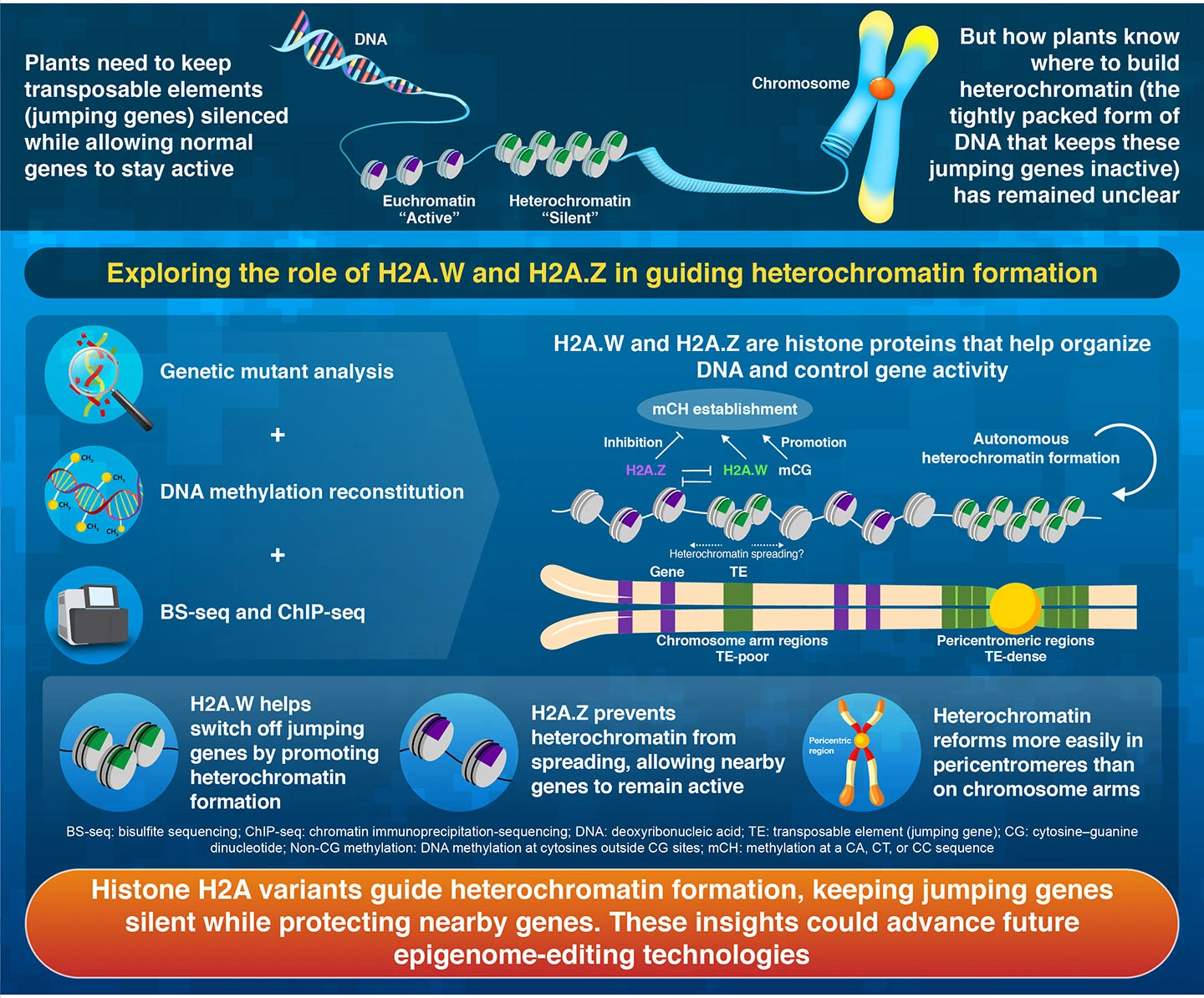 Antagonistic Histone H2A Variants and Autonomous Heterochromatin Formation Shape Epigenomic Patterns in Arabidopsis