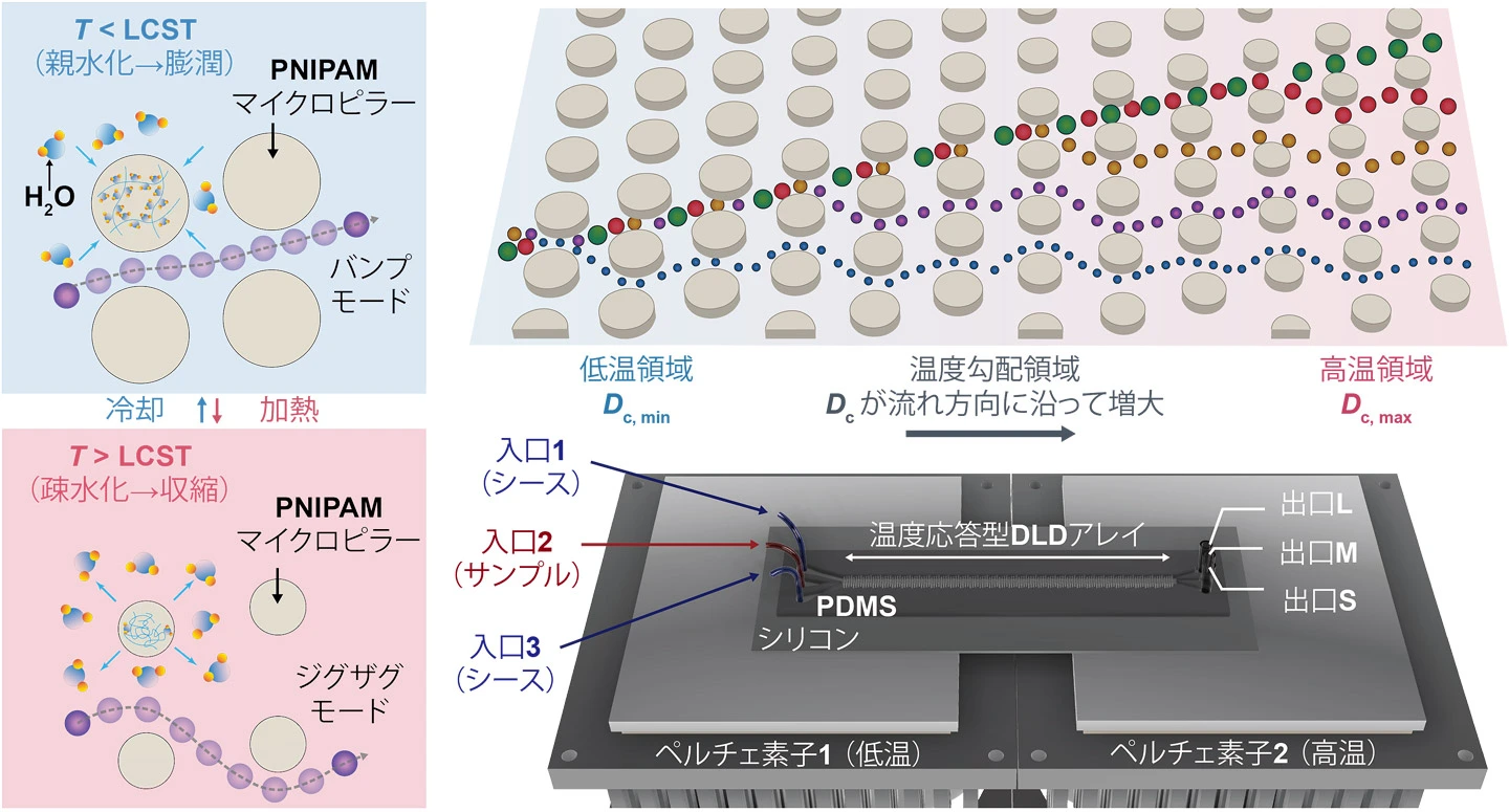 温度で分離条件を「空間プログラム」する マイクロ流体チップを開発ー1枚のチップで多段階粒子分離と がん細胞・白血球・赤血球の選別を実証ー
