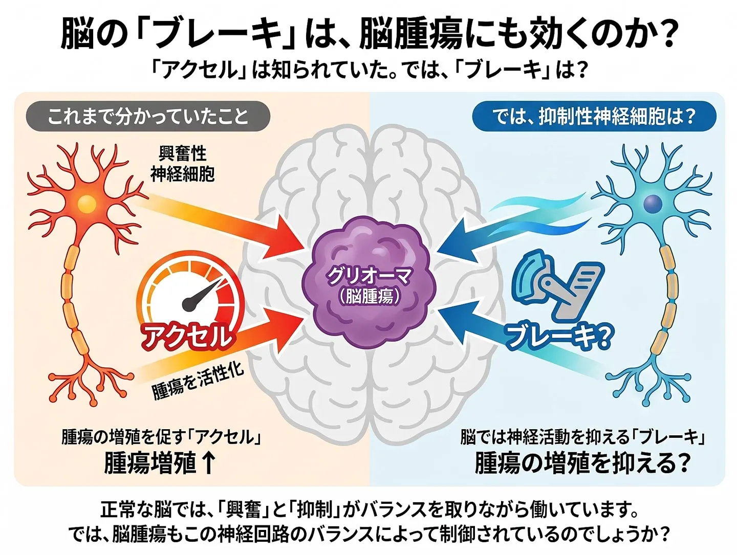 脳の「ブレーキ」は、脳腫瘍にも効くのか?「アクセル」は知られていた。では、「ブレーキ」は?正常な脳では、「興奮」と「抑制」がバランスを取りながら働いています。 では、脳腫瘍もこの神経回路のバランスによって制御されているのでしょうか?