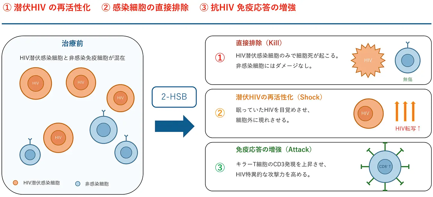 HIV潜伏感染細胞の排除に向けた新規低分子化合物を発見ー「再活性化・選択的排除・免疫応答増強」の3つの作用でHIV治癒を目指すー