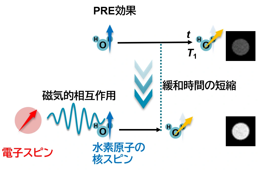 常磁性緩和促進効果（PRE効果）の説明図