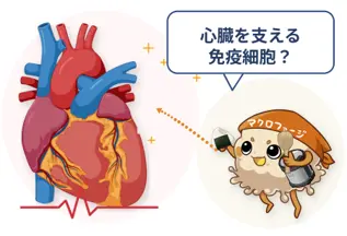 心臓を支える免疫細胞？