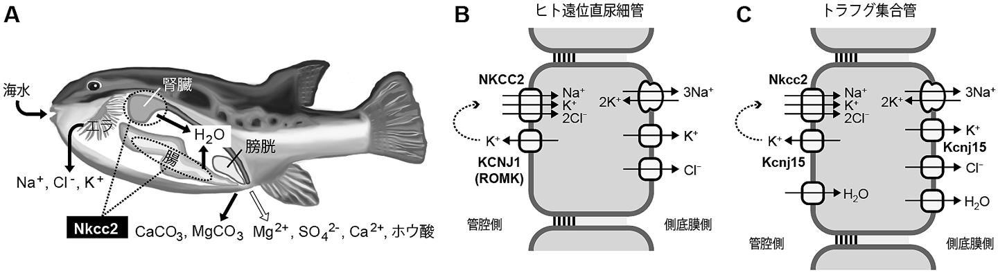 真骨魚類の腎臓による塩分代謝の新たなメカニズムを発見ー魚類の海水・淡水順応機構の理解を前進ー
