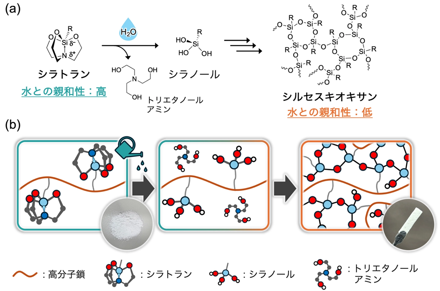 水と混ぜるだけで成形・硬化できる「水硬性」高分子を開発ー水中環境での接着・成形に応用できる新たな高分子材料ー