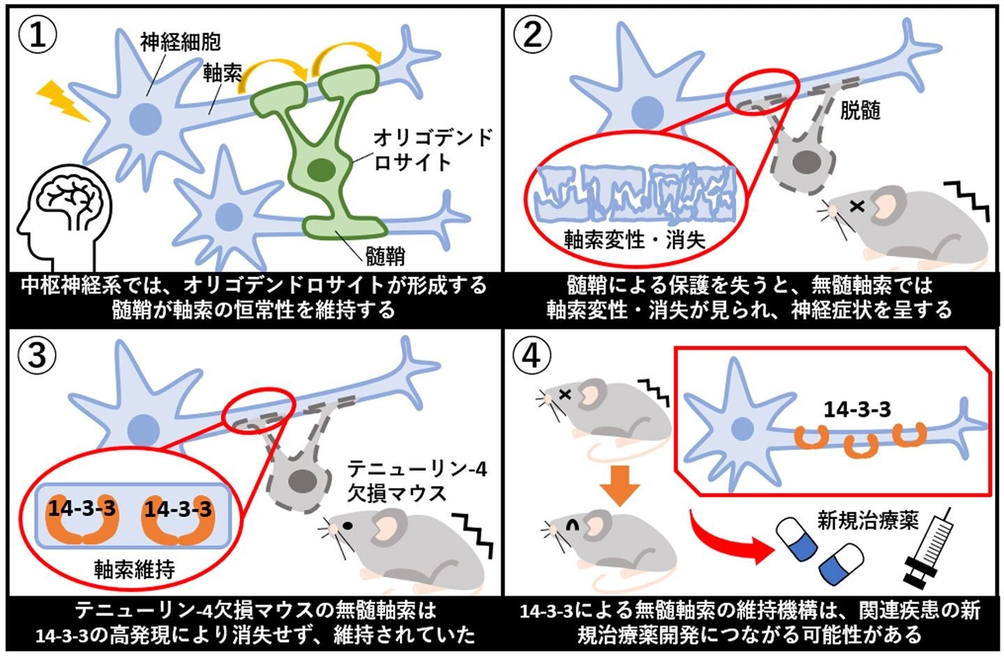 髄鞘を失った神経軸索を守るタンパク質「14-3-3」を発見ー脱髄に伴う軸索変性を抑える新たな治療法の開発に期待ー