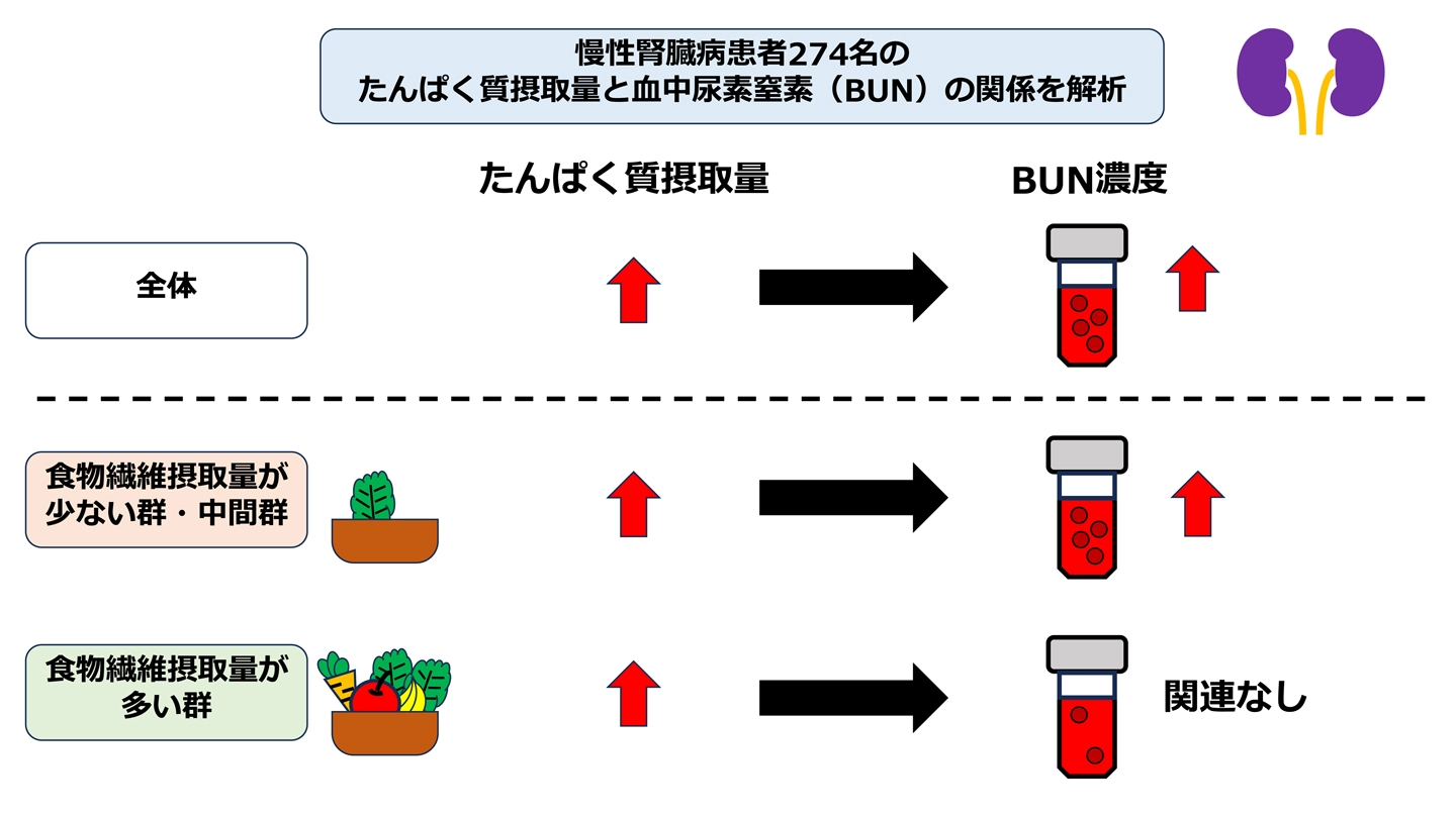 慢性腎臓病患者のたんぱく質摂取量と血中尿素窒素の関連に食物繊維摂取量が影響する可能性 ー慢性腎臓病患者274名の解析から、より柔軟で持続可能な食事療法への手がかりー