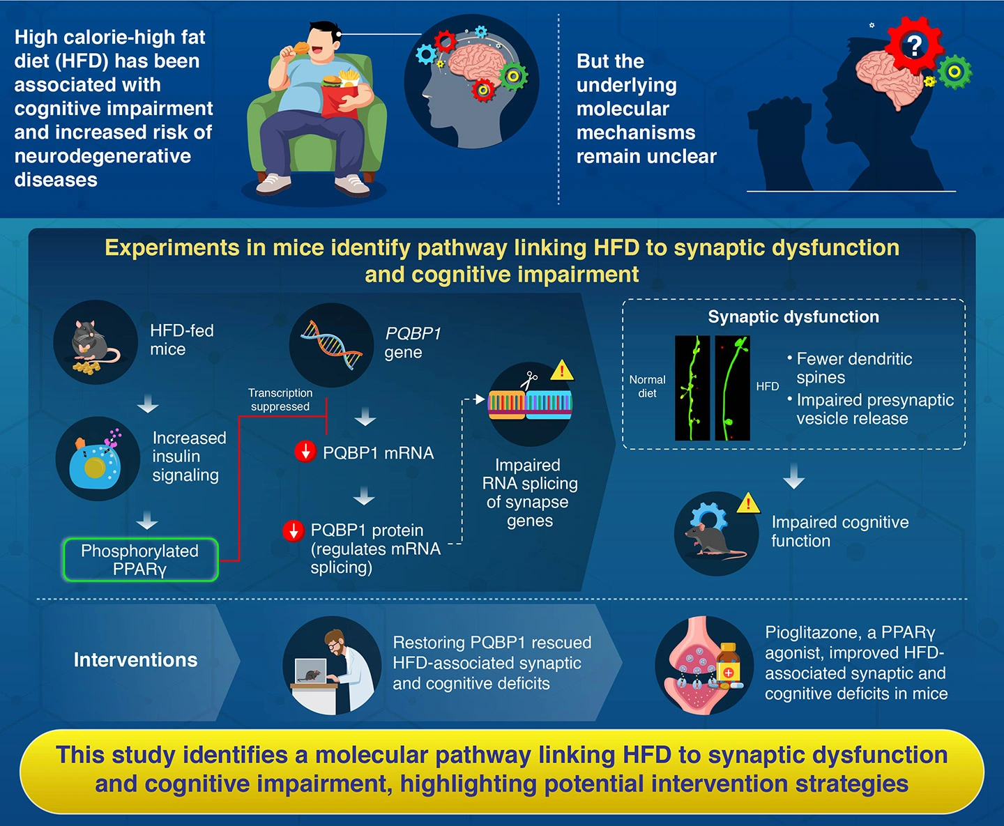 PQBP1-dependent alternative RNA splicing underlies high calorie diet-induced cognitive impairment