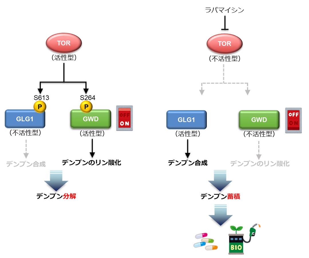 藻類でのデンプン分解を調節する仕組みを解明～藻類による持続可能なデンプン生産に期待～