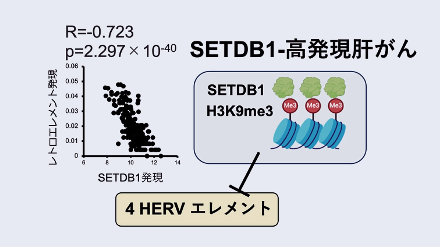 肝がんで特異的な内在性レトロウイルスエレメントの発見